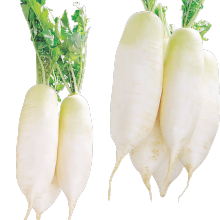 New Crop Chinese Radish For Wholesale Top Grade Healthy And Natural Radish